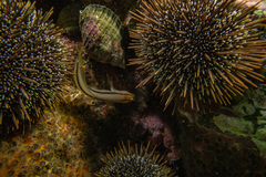 Parablennius laticlavius