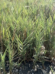 Distichlis spicata