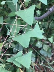 Persicaria perfoliata