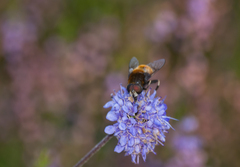 Eristalis intricaria