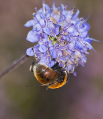 Eristalis intricaria