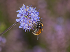 Eristalis intricaria