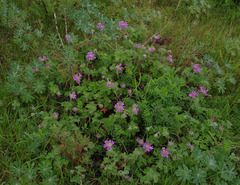 Pelargonium capitatum
