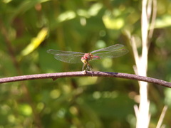 Sympetrum