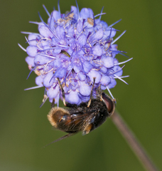 Eristalis intricaria