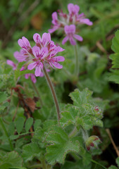 Pelargonium capitatum