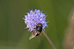 Eristalis intricaria