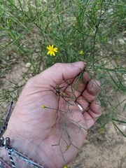 Gutierrezia texana