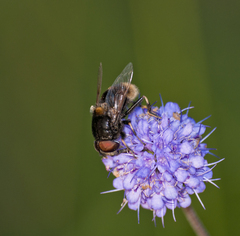 Eristalis intricaria