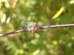 Sympetrum