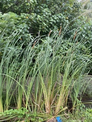 Typha domingensis