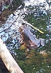 Lithobates catesbeianus