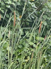 Typha domingensis