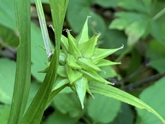 Carex grayi