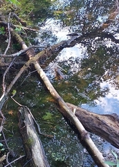 Lithobates catesbeianus