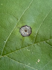 Resseliella liriodendri