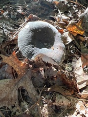 Russula amoenolens