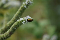 Chrysolinina