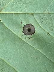 Resseliella liriodendri