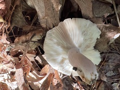 Russula amoenolens