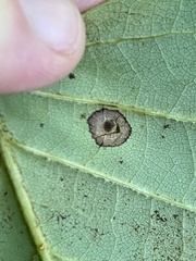 Resseliella liriodendri
