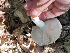 Russula amoenolens