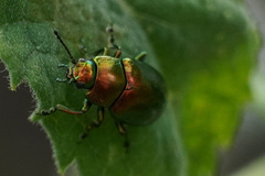 Chrysolinina