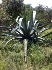 Agave mapisaga
