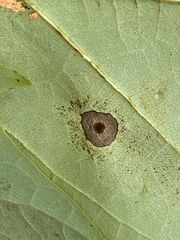 Resseliella liriodendri
