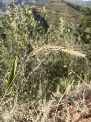 Elymus canadensis