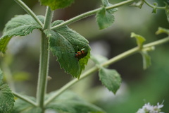 Chrysolinina