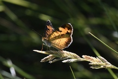 Phyciodes