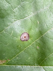 Resseliella liriodendri