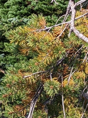Cronartium ribicola
