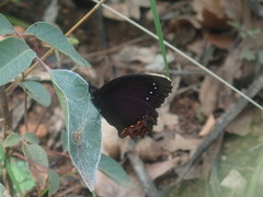 Gyrocheilus patrobas