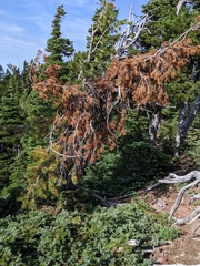 Cronartium ribicola