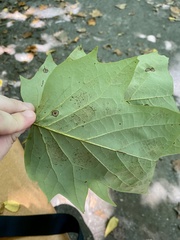 Resseliella liriodendri