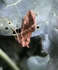 Chrysodeixis chalcites