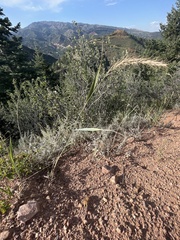 Elymus canadensis