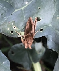 Chrysodeixis chalcites