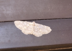 Iridopsis defectaria