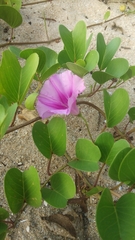 Ipomoea pes-caprae