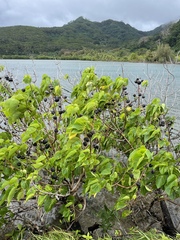 Thespesia populnea
