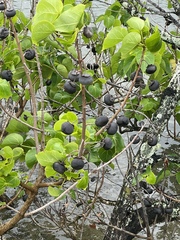 Thespesia populnea