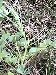 Oxalis dillenii