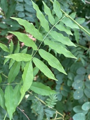 Wisteria sinensis
