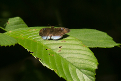 Pythonides proxenus