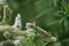 Helophilus trivittatus