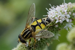 Helophilus trivittatus
