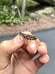 Melanoplus fasciatus